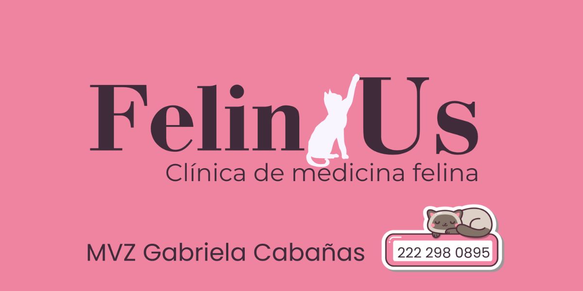 Felin Us (antes Animal Land) clínica veterinaria para pequeños felinos en Puebla.